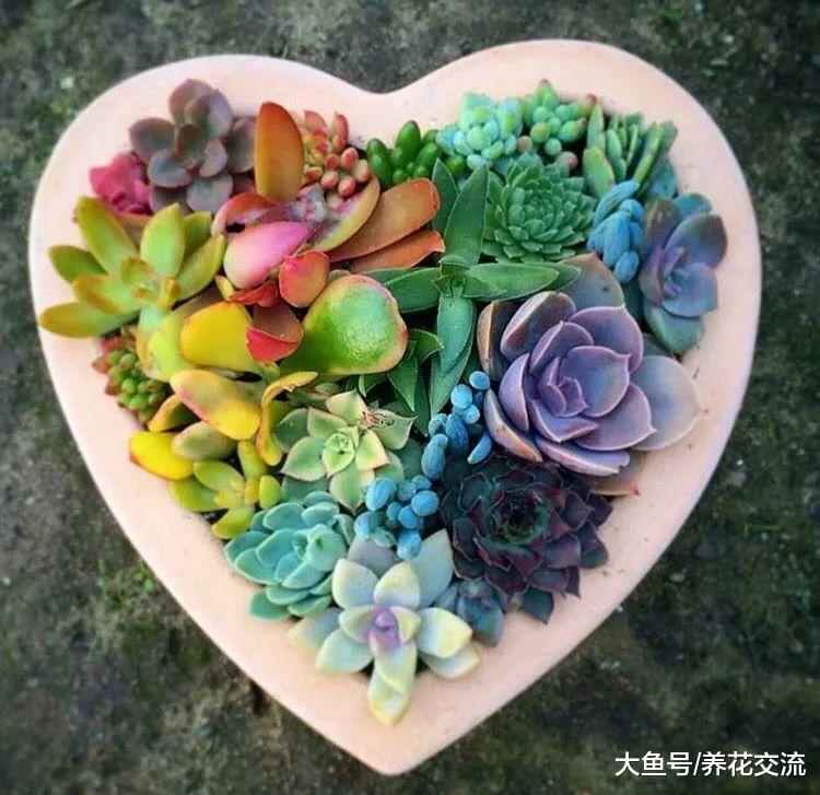 颜色特别艳丽的9种多肉植物, 便宜好养的肉型盆栽