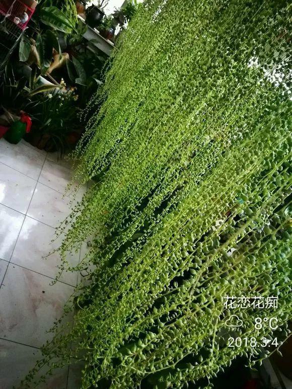 她家的多肉, 一养就成瀑布, 连窗帘都省了!