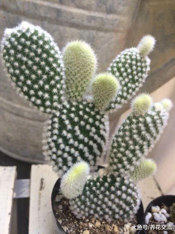 这种仙人掌长得很像兔子, 还能开出金黄色的花朵