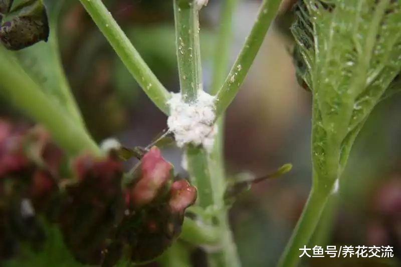 这6种室内盆栽植物常见害虫, 不用喷药也能彻底清除干净