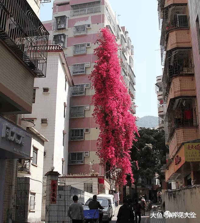 100年的杜鹃开花千朵, 15年的三角梅8层楼高, 咋养的?