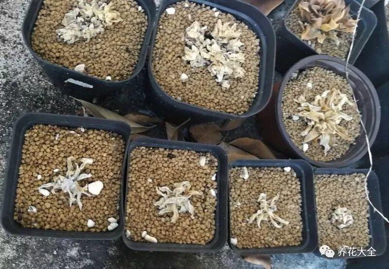 多肉养成梅干菜? 学会这几招, 精神饱满肉嘟嘟!