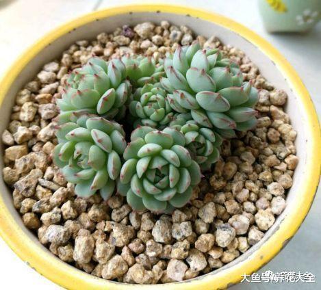 这些多肉要小心, 一个步骤做错, 就只剩下盆了! 白牡丹度夏小妙招, 学会这几点, 不烂根不掉叶!