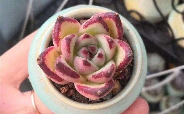 拇指大的花盆, 被她塞了几十棵多肉, 养一年都不是事!