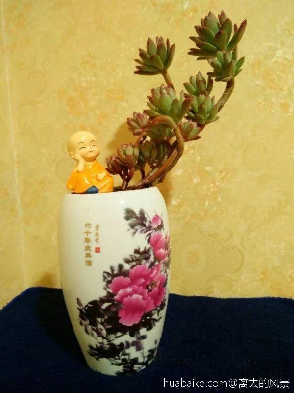 家里的酒瓶别浪费, 直接拿来养多肉, 比买的还要好看!