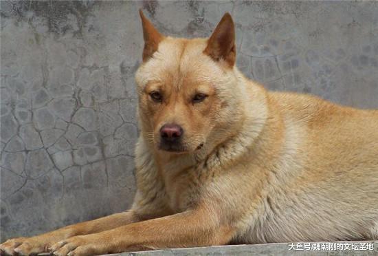 中国最稀有的三个动物姓氏: 第二个姓的人, 都不