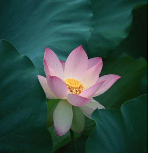 最经典的人生感悟句子, 真是一语点醒梦中人!