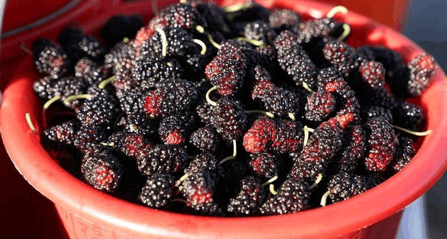 如果你身边有人肾不好, 这三种黑色食物一定要吃