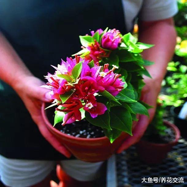 盆栽养护的三角梅枝叶生长特别旺盛, 但养了一两年都没办法开花