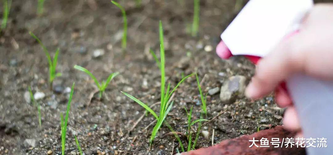 在家里用常用的溶液DIY杂草喷杀剂, 不用花钱的有机除草方法