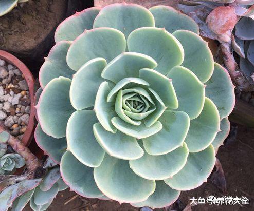 养多肉就养这7种, 个个颜值爆表, 总有一款适合你!