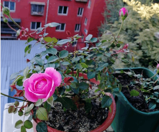 越冷越要“减装”, 及时给月季剪两刀, 明年花开满院子!