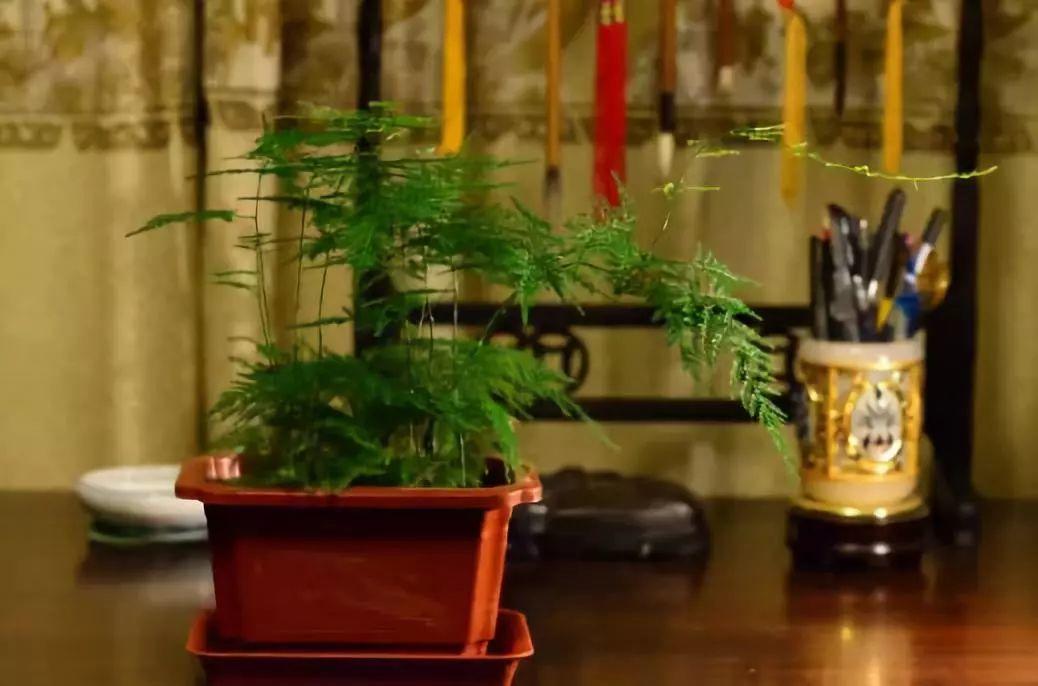 家里养盆它, 叶子翠绿茂盛, 空气也越来越好!