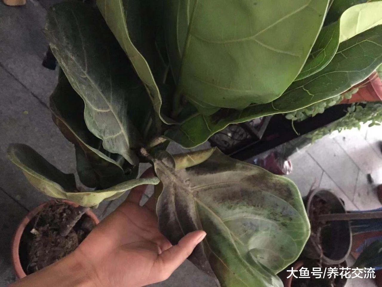 网上买花要谨慎一点, 否则我就是最好的反面教材