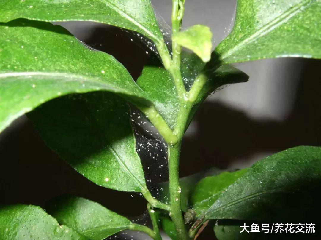 想要避免植物感染红蜘蛛很容易, 用这些方法还能防治