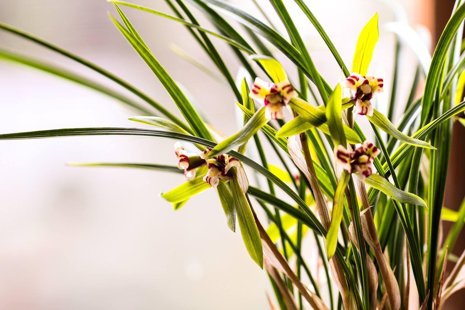 兰花在低温下不用考虑通风