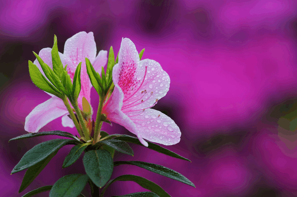 家里杜鹃花大把“掉叶”, 学着弄懂花根问题, 就不用再担心了