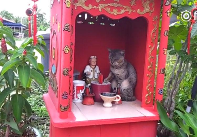 女子去神庙烧香拜佛, 看见一件稀奇事, 猫咪当起了“猫神”