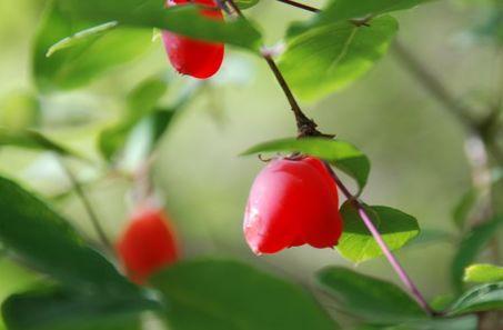 在农村, 有一种野生果, 农村娃常吃, 去不知其营养价值堪比樱桃