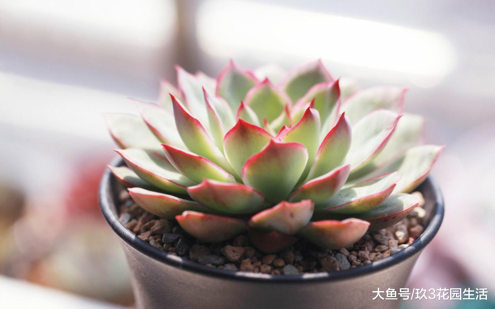 遇见美丽的多肉世界