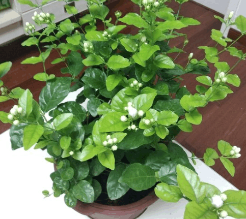茉莉徒长爱减肥? 快治一治, “胖”起来满屋都飘香!