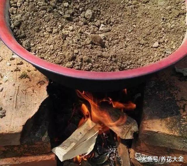 茉莉不开花? 那就放锅里煮一煮, 真的能够花开满盆!