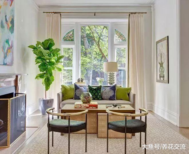 来看看花友们如何用琴叶榕盆栽活跃家里的氛围