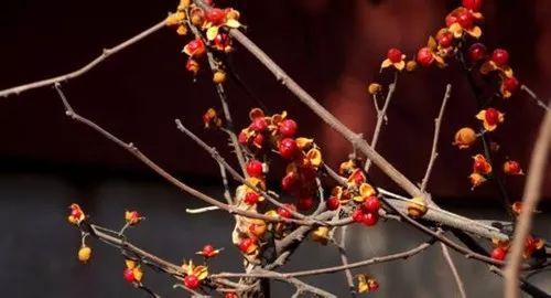 都说观花, 没有绿叶怎能衬花? 这些被花掩盖的叶子也是相当美!