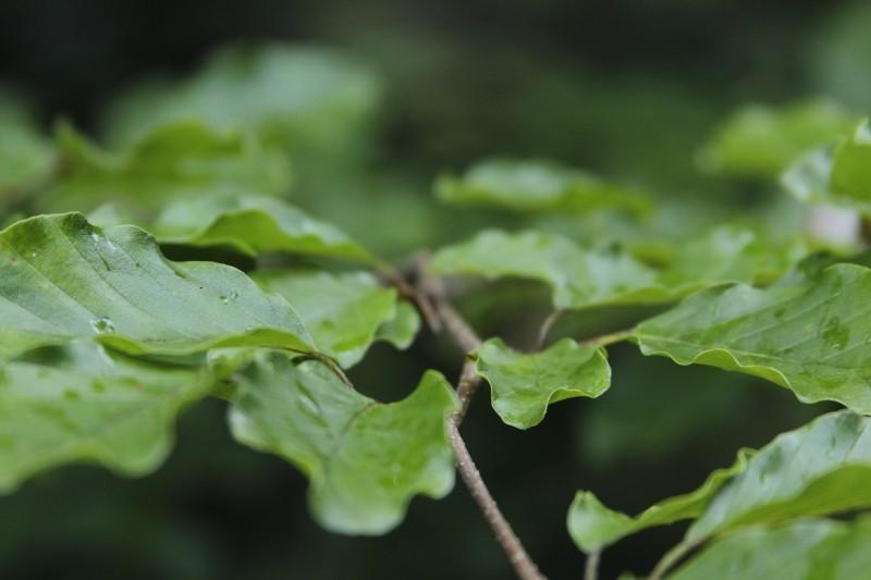 学会这5点, 修剪植物不再乱剪