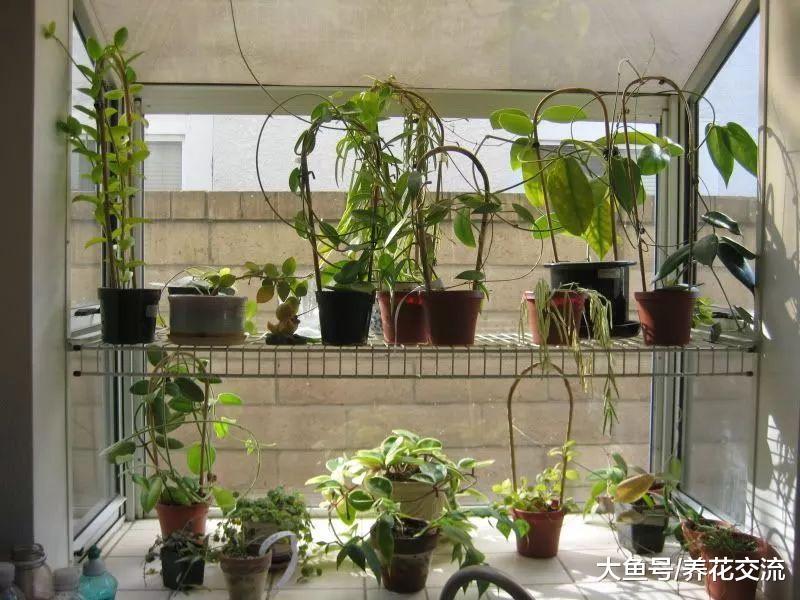 养在阳台上的球兰一般需要多久才能开花?