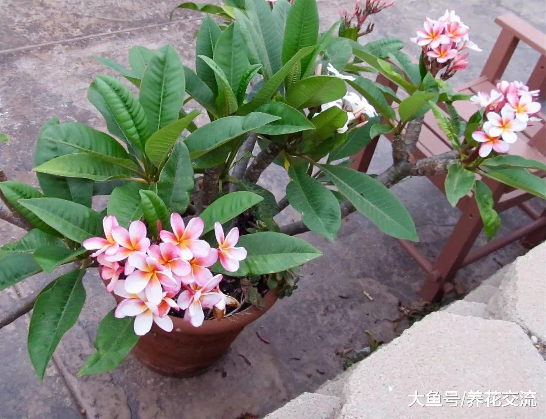 北方的花友用花盆种出热带的鸡蛋花, 养在阳台上也能每年开花