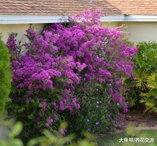 三角梅注意这几个养护技巧, 在室内和室外都能不断开花