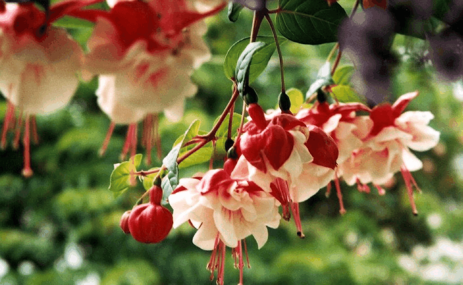 养花就养这些, 开花像“灯笼”, 打理起来更简单!