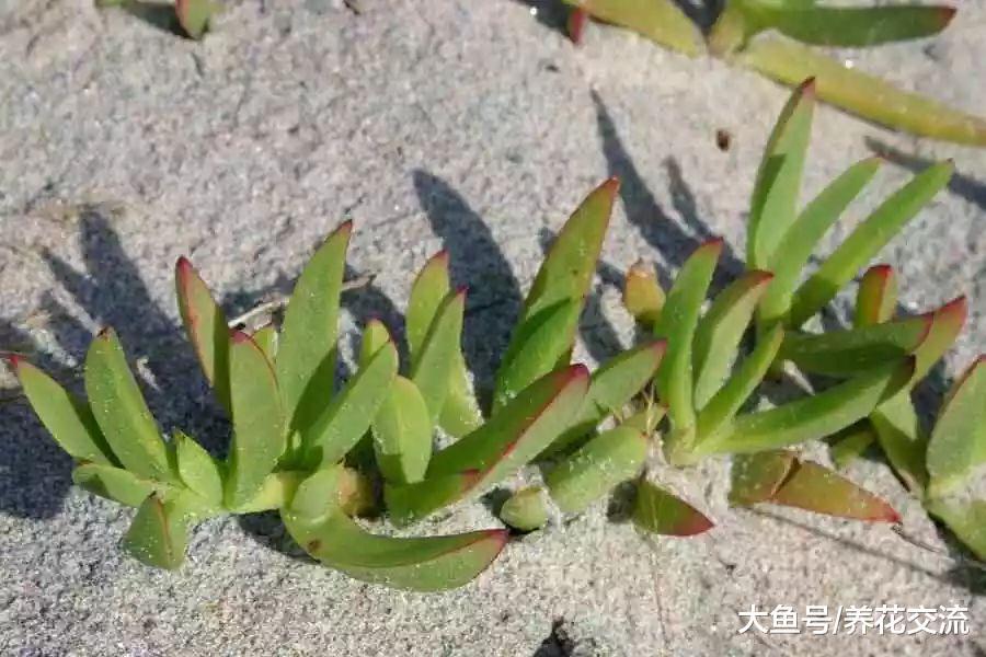 你以为多肉植物都怕冷, 零下10多度也能存活的算耐寒不?