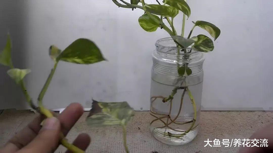 繁殖绿萝最简单的方法, 家里没有花盆和土壤也能轻松培育