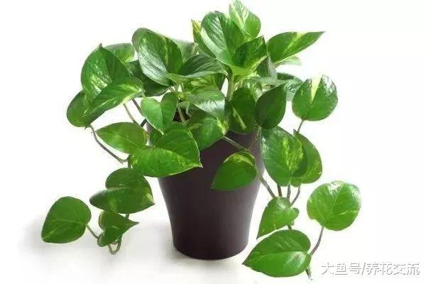 在家里容易养护的10种盆栽绿植, 都是低维护的植物