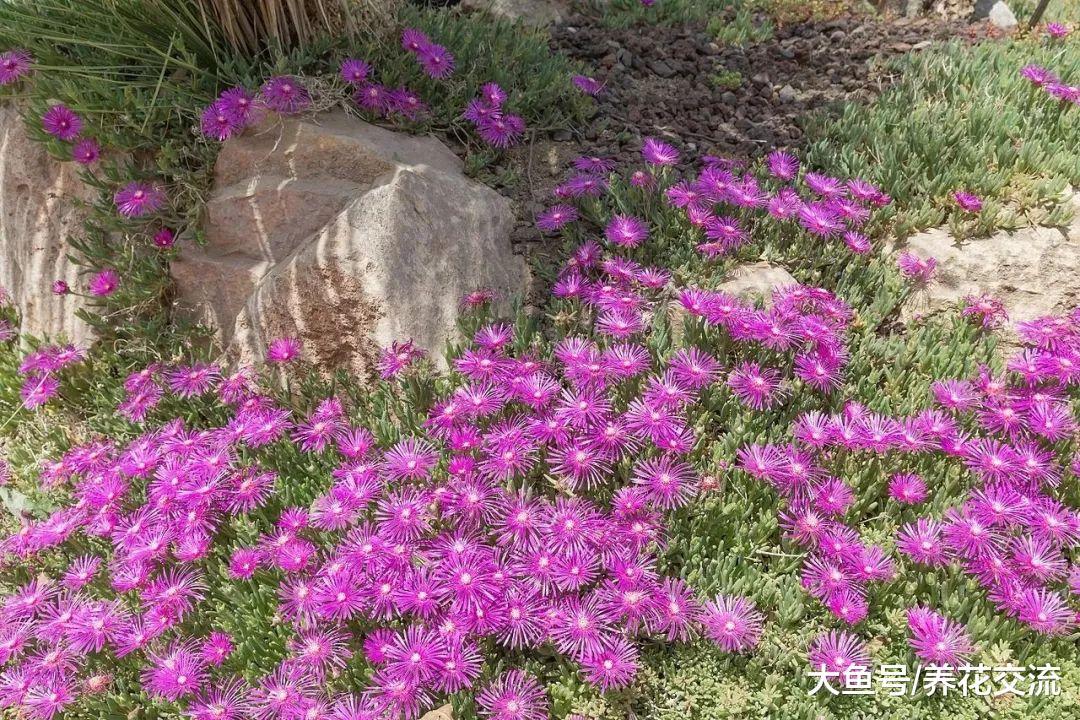 你以为多肉植物都怕冷, 零下10多度也能存活的算耐寒不?