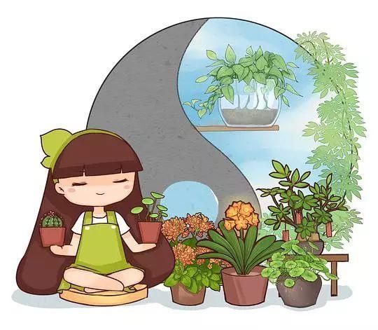 餐厅里养绣球花, 闻着就头晕, 连饭都吃不下!