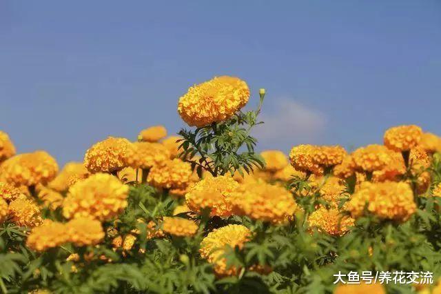 有小孩在家里应该养哪些花卉, 什么花是不适合养的?