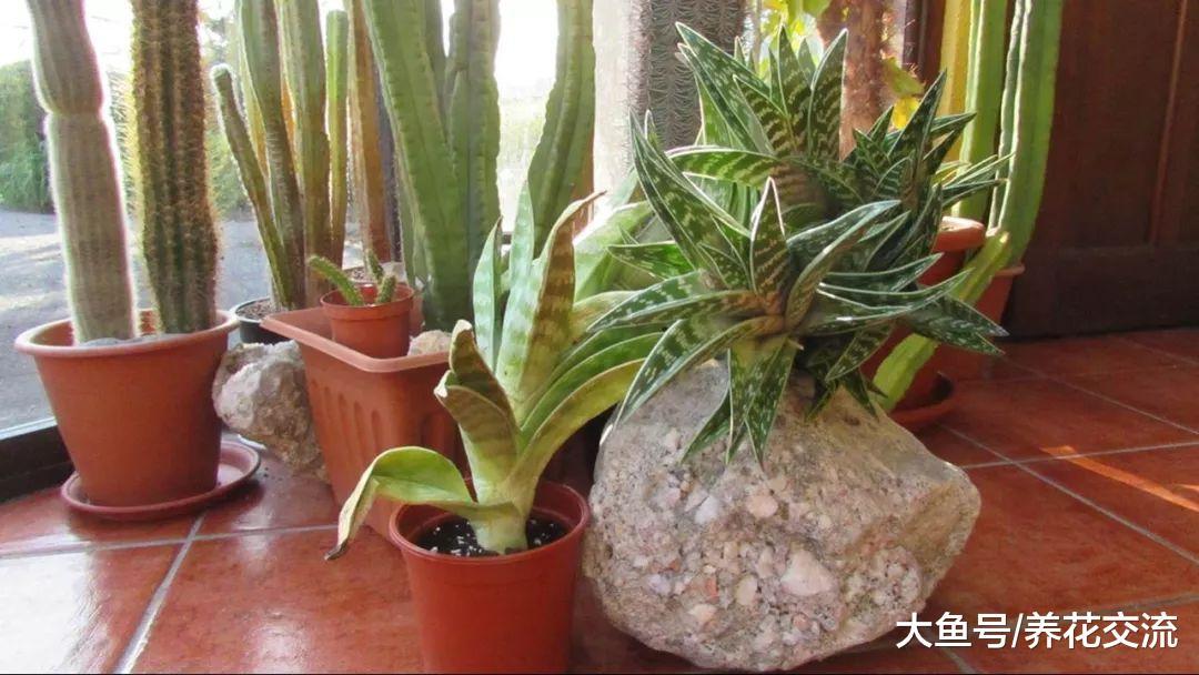 千代田锦是很容易开花的芦荟品种, 长得特别像虎皮兰