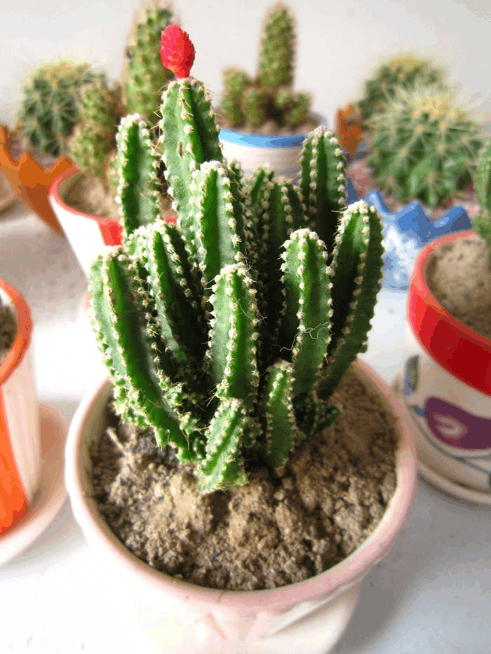 仙人掌不起眼? 用它来“嫁接”植株, 成活率蹭蹭长!