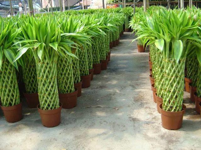 这8种竹子, 个个都是聚宝盆, 养一盆就够了!