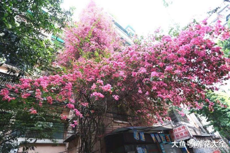三角梅不会养? 跟着老爷爷学, 长的比9层楼还高!