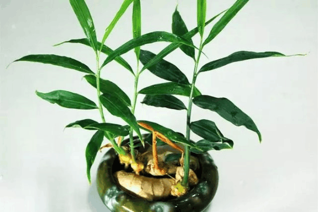 生姜发芽别急着扔, 种点在土里, 半年养成“富贵竹”!