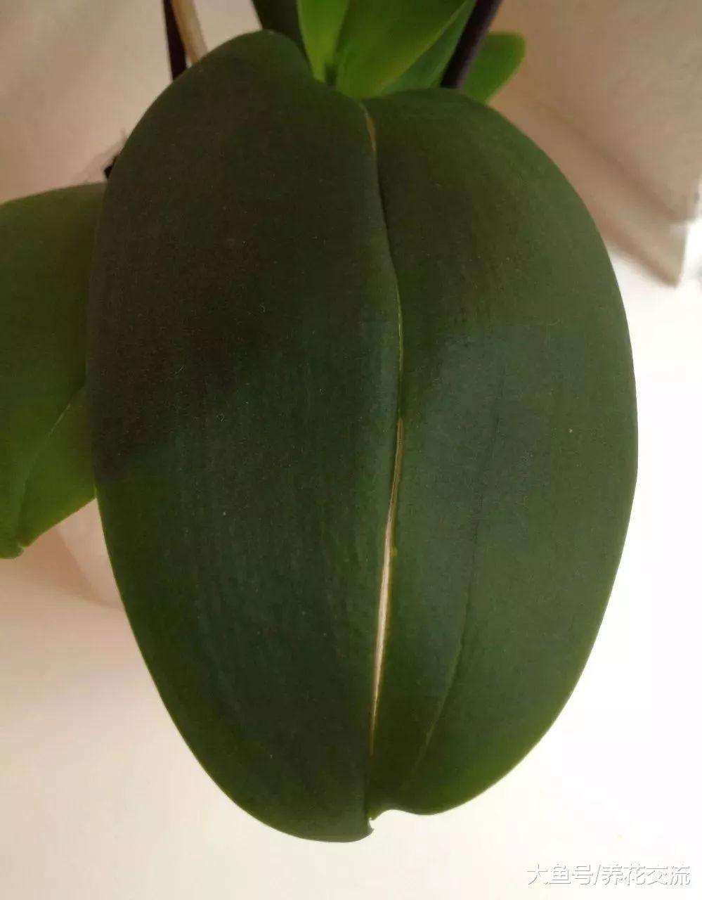 室内的盆栽植物叶片从中间裂开是什么状况, 有啥方法可以缓解?