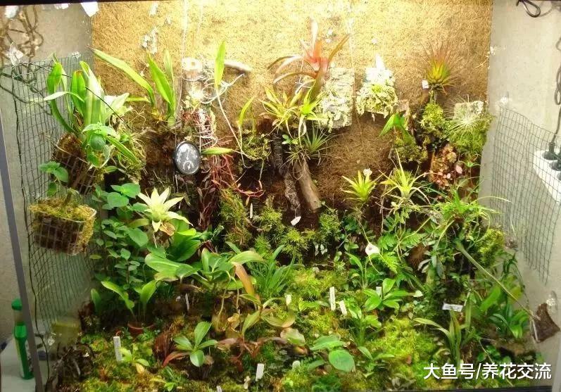 有哪些适合新手养护的室内植物, 养护植物需要掌握哪些技巧
