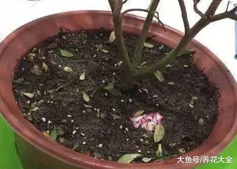 杜鹃一碰叶就掉? 那就用这招, 不然就只剩杆了!