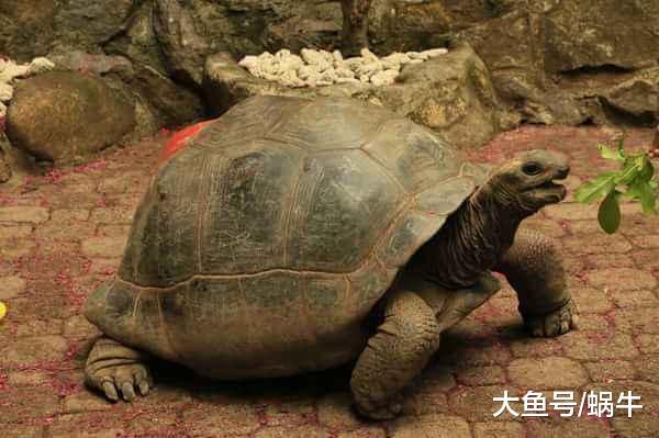 蜗牛讲民间故事: 乌龟拦路让无头冤案真相大白
