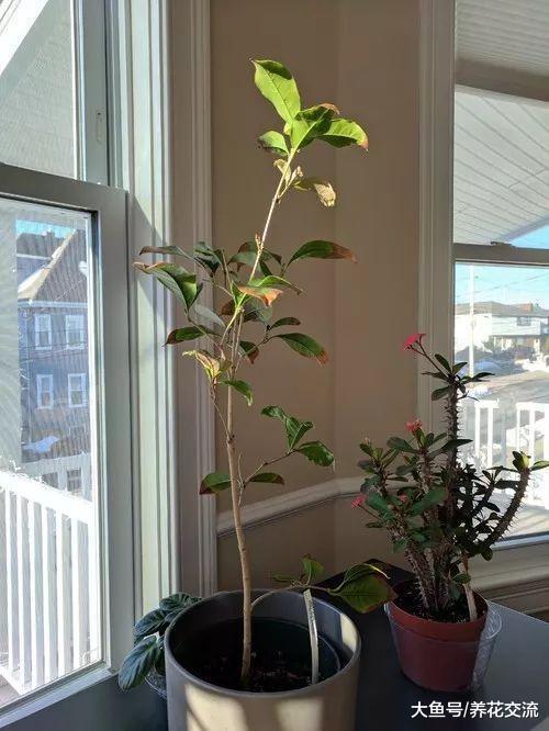 桂花买回来的时候开花了, 为什么之后4、5年都开不了花朵