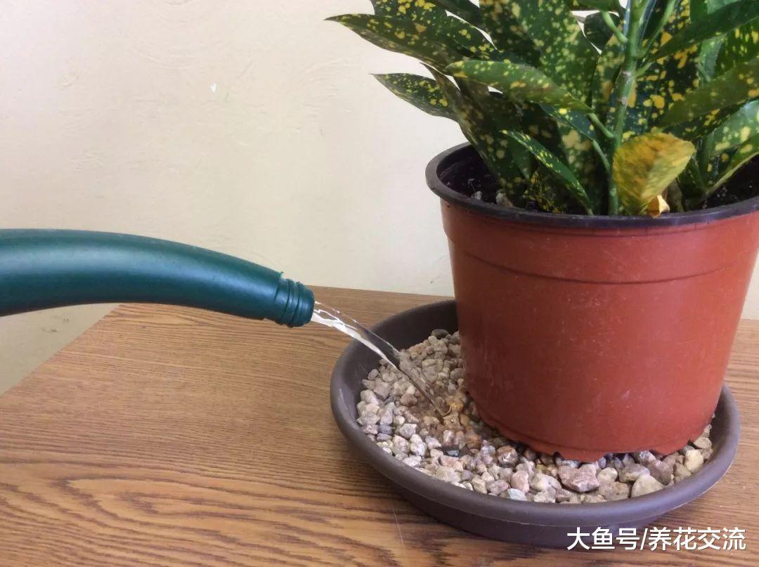 家里养一些植物就能提高空气湿度么, 别被花卉植物欺骗了